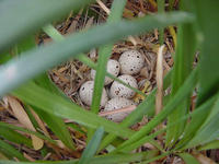 gambels quail eggs.jpg