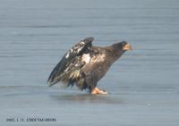 Steller's Sea-eagle  5868.jpg
