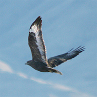 upland-buzzard-kaz-2007.jpg