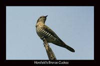 bronzecuckoo4.jpg