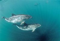 harbor-porpoises.jpg