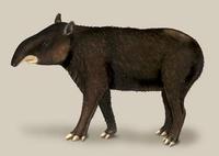 Tapirus pinchaque.jpg