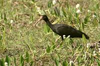 Bare-faced ibis.jpg