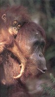 orangutanbornean.jpg