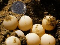 Apalone spinifera eggs.jpg