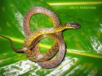 Liophis reginae.jpg