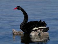 Swan Black Stephinson.jpg