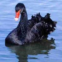 Black Swan06.jpg