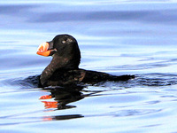 TuftedPuffin 02 Wilson.jpg