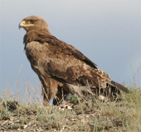steppe-eagle-kaz.jpg