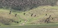 Black-necked cranes Grus nigricollis flying.jpg