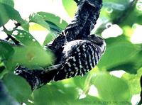 (010630)japanese pygmy woodpecker 4-1.jpg
