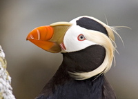 tufted puffin 2.jpg