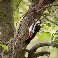 gs woodpecker 15sep05 420 20.jpg