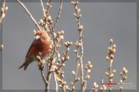 060408 Common Crossbill0498.jpg