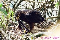 black eagle chick ak copy1.jpg