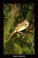 tawnygrassbird.jpg