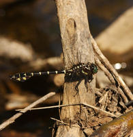 stylurus scudderi6050.jpg