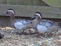 garganey drakes.jpg