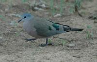 Emerald-spotted Wood Dove 2005-01-11-0008.jpg