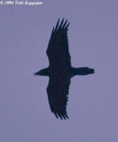 brownnecked raven tk.jpg