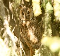 long-eared-owl-kaz-2007.jpg