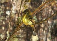 Yellowish Flycatcher.jpg