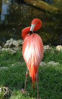 flamingopreening.jpg