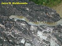 Mastigodryas boddaerti.jpg