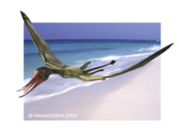 Rhamphorhynchus.jpg