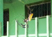 Golden Orb-web Spider just-caught fly (Braulio Carrillo NP).jpg