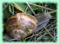 especes escargot pomatia.jpg