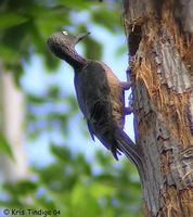 pic1 f ashy woodpecker kt.jpg