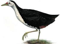 Amaurornis phoenicurus.jpg