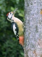 himalayan woodpecker as opt.jpg