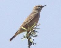 persian-wheatear-0904.jpg