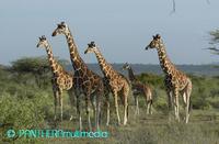 Giraffa camelopardalis reticulata 00232BSNR.JPG