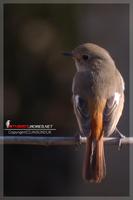 060213 Redstart0571.jpg