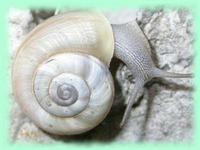 especes chilostoma cingulatum baldense.jpg