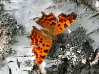 JCS Polygonia c-album 12714.jpg