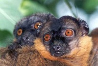 collared-lemurs.jpg