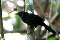 Mato grosso antbird.jpg