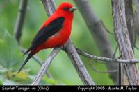 tanager scarlet m1a.jpg