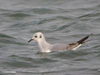 mouette bonaparteJL01.jpg