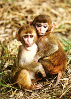 assam-macaques.jpg