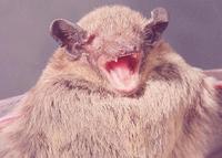 pipistrellus.jpg