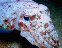 cuttlefish3.jpg