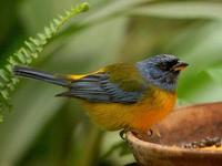 Blue Yellow Tanager.jpg