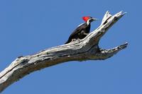 Lineated woodpecker.jpg