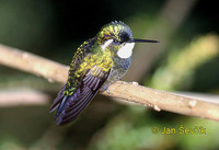 lampornis castaneoventris kolibrik.jpg